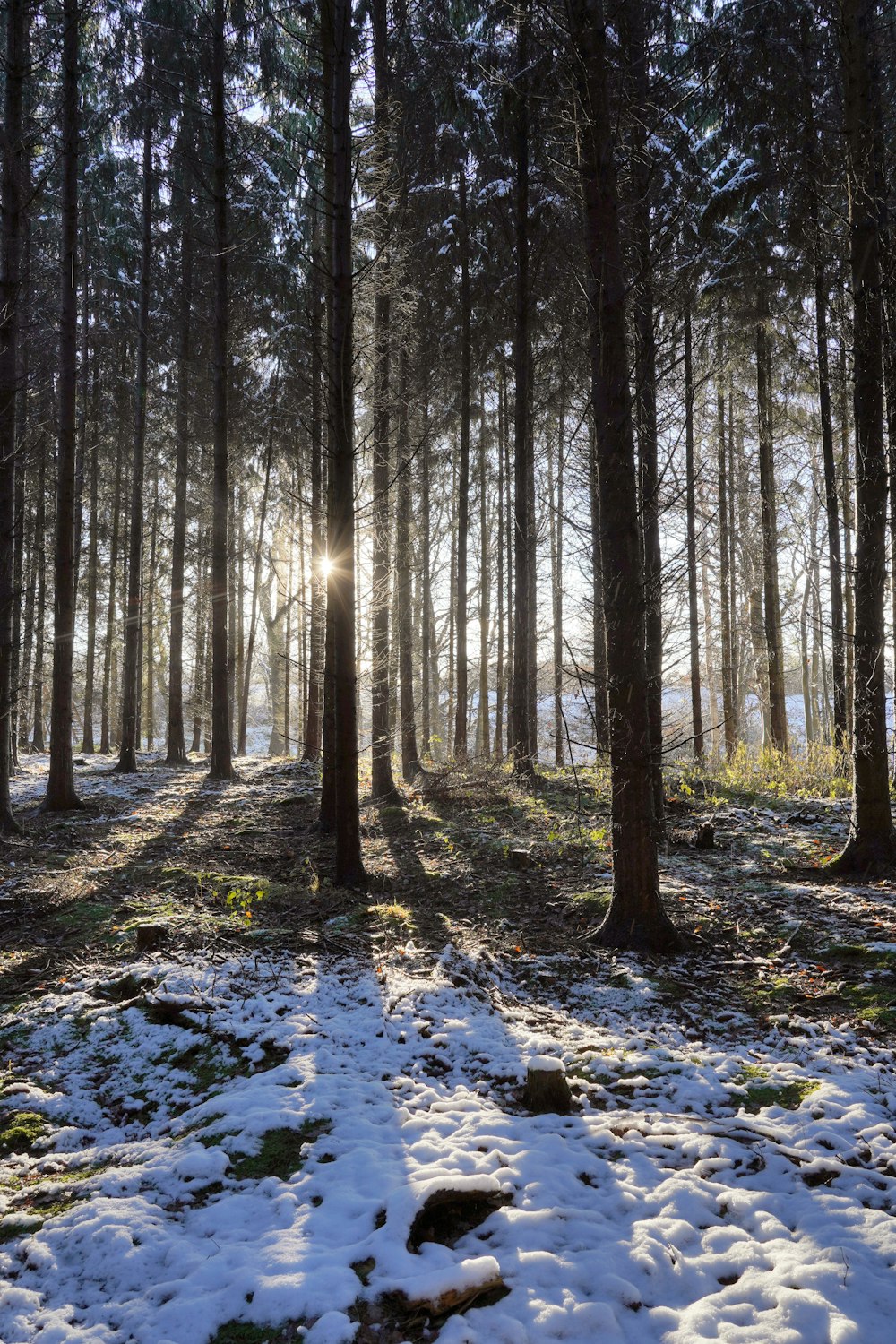 the sun shines through the trees in a snowy forest