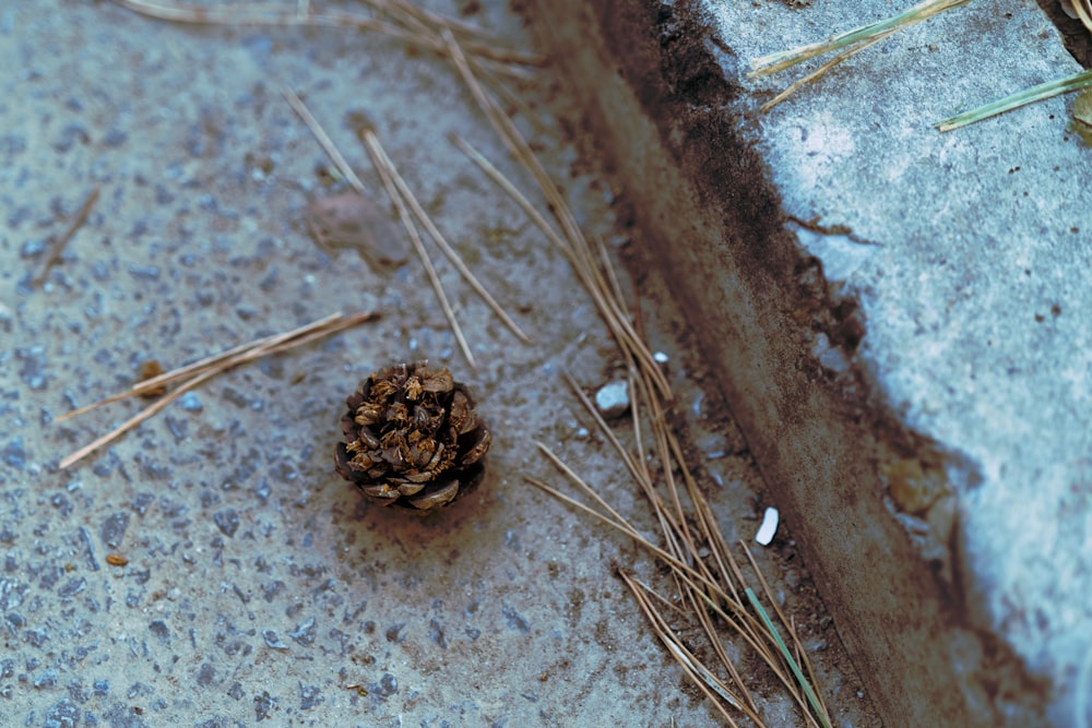 a close up of a small pine cone on the ground