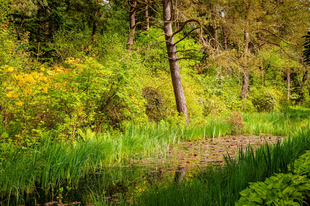 背の高い草や木々に囲まれた小さな池