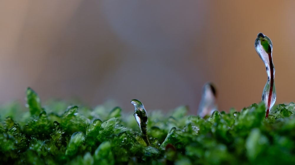 a close up of a moss covered with water drops