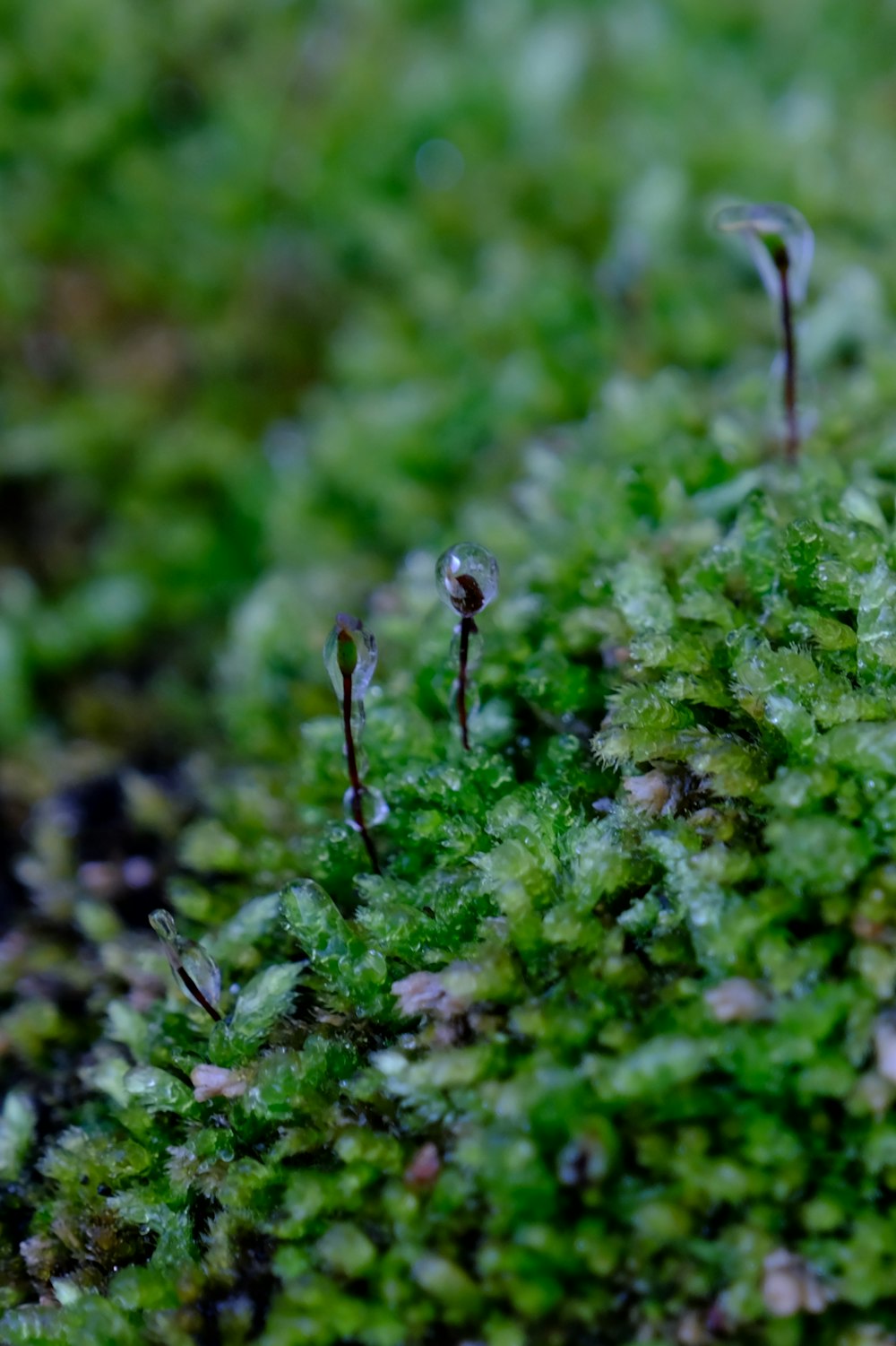 a close up of a green mossy plant