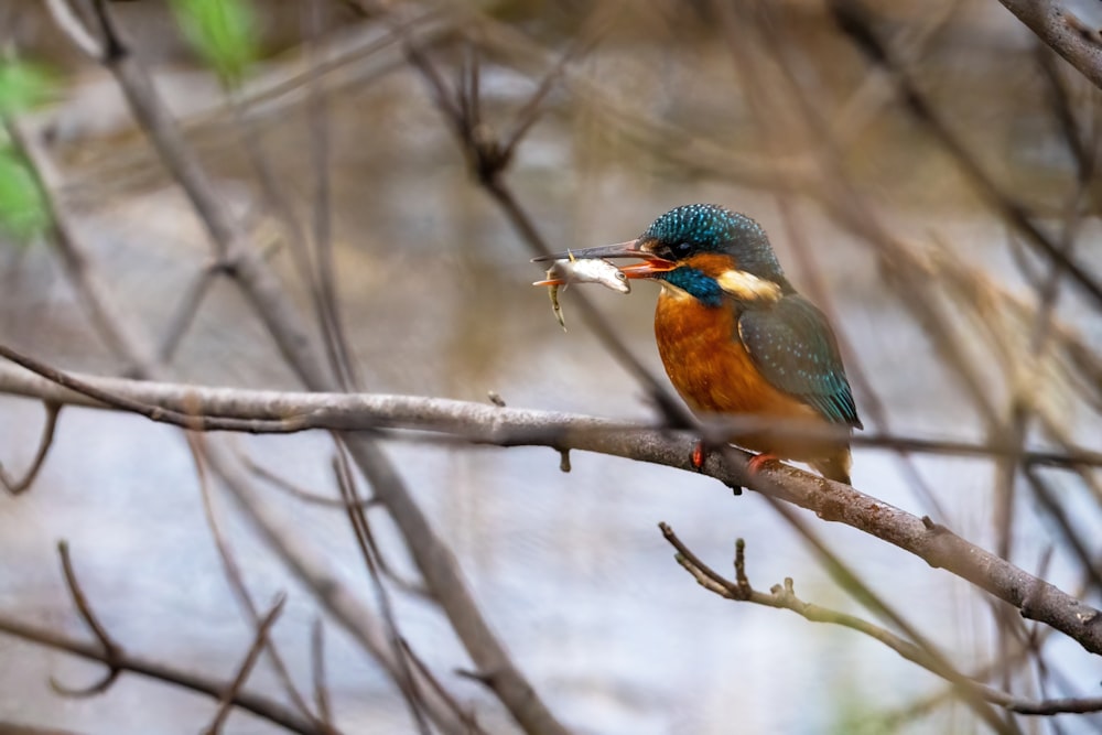 a bird with a fish in its mouth sitting on a branch
