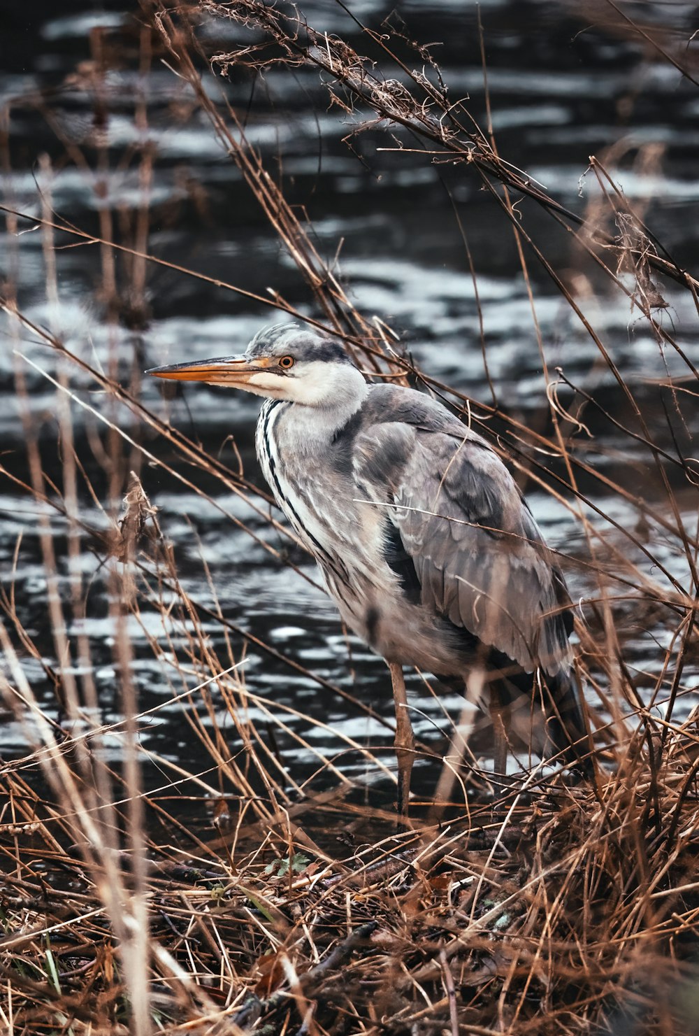 a bird standing on top of a dry grass covered field