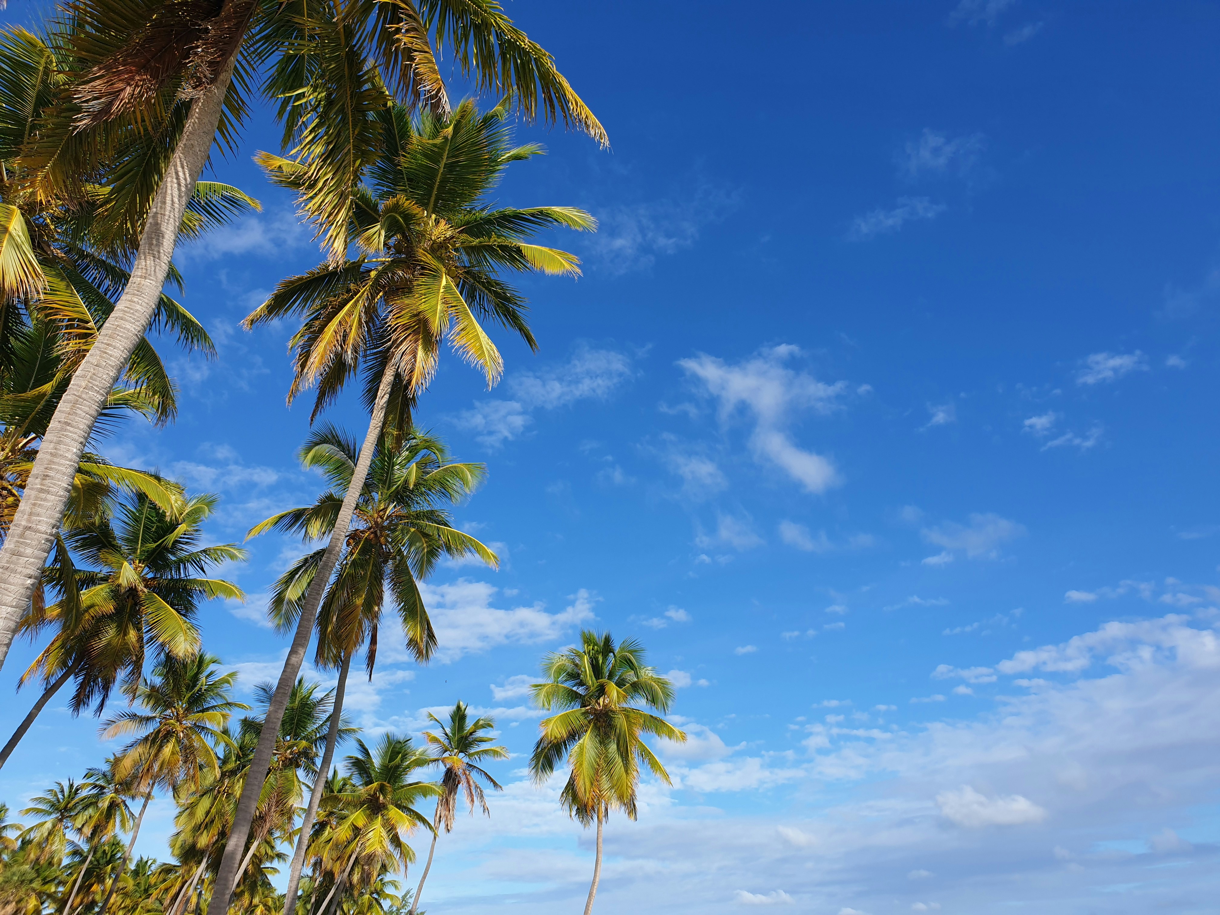 a beach with palm trees and a blue sky, Life