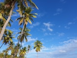 a beach with palm trees and a blue sky