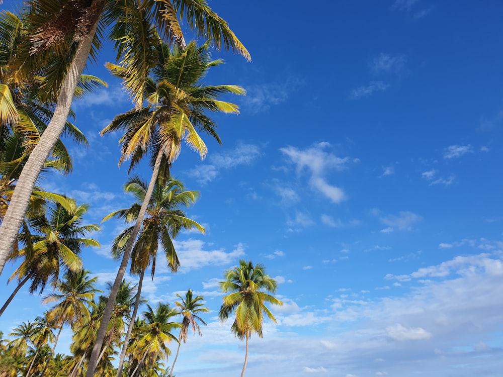 a beach with palm trees and a blue sky