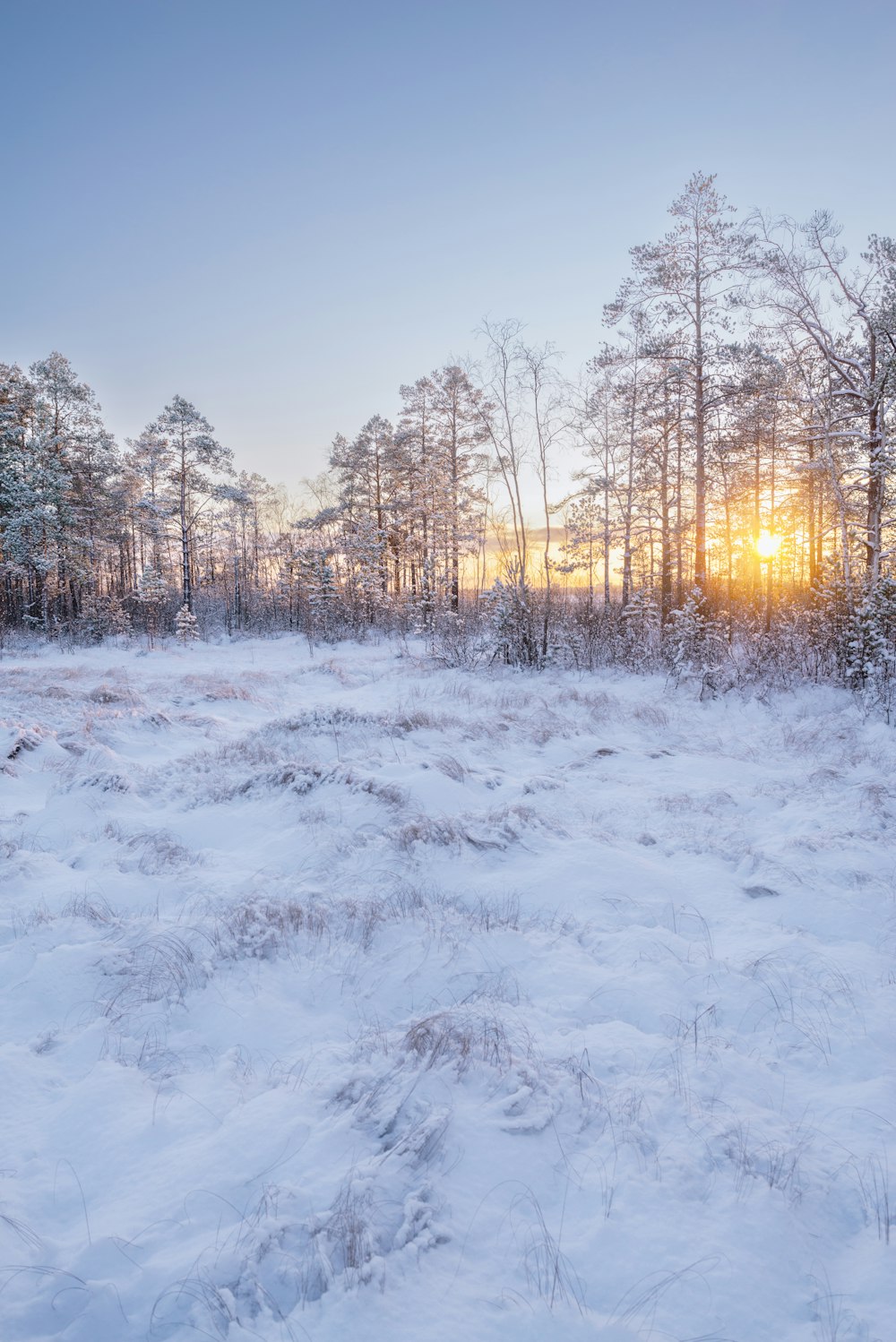 a field covered in snow with trees in the background