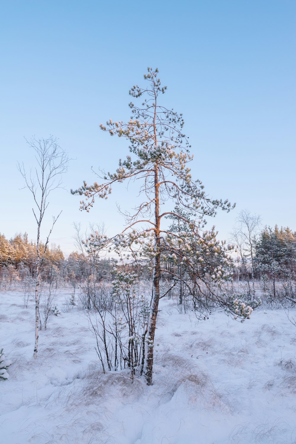 a small pine tree in the middle of a snowy field