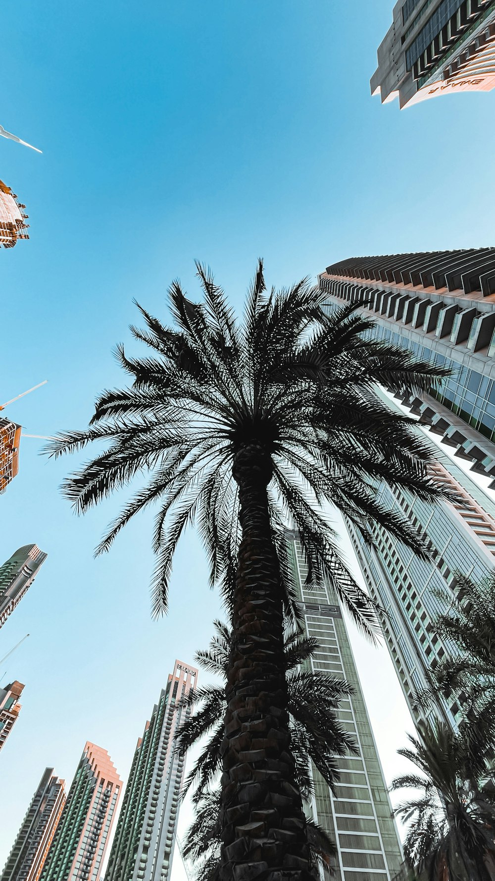 a palm tree in front of a tall building