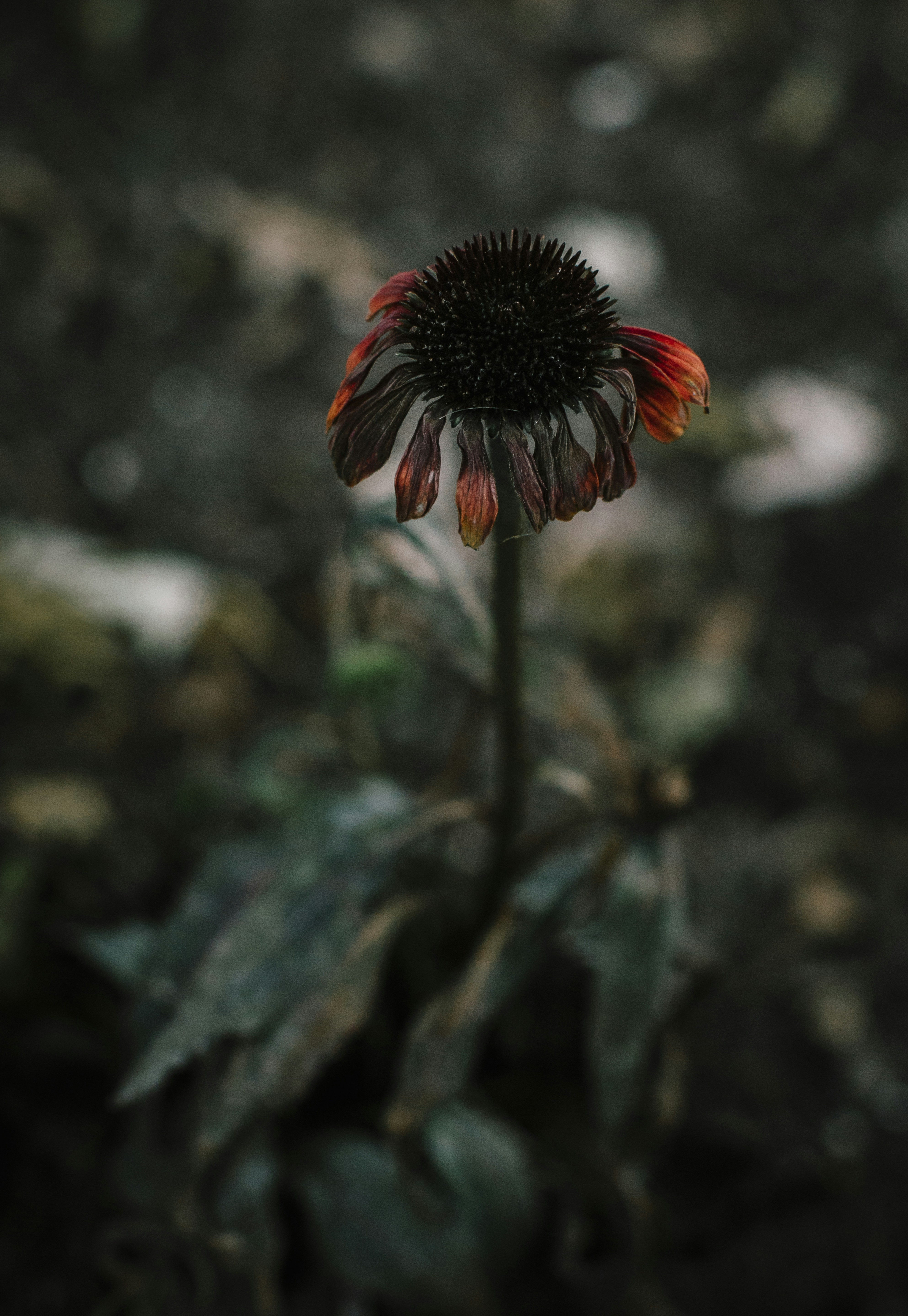 A close up of a flower photo – Free Flower Image on Unsplash