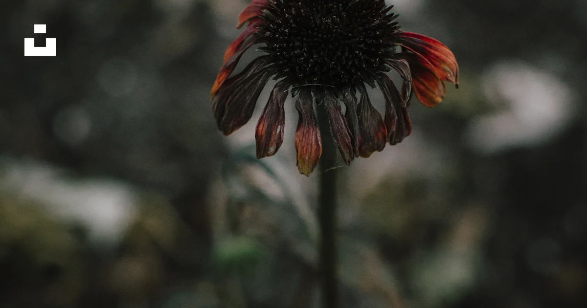 A close up of a flower photo – Free Flower Image on Unsplash
