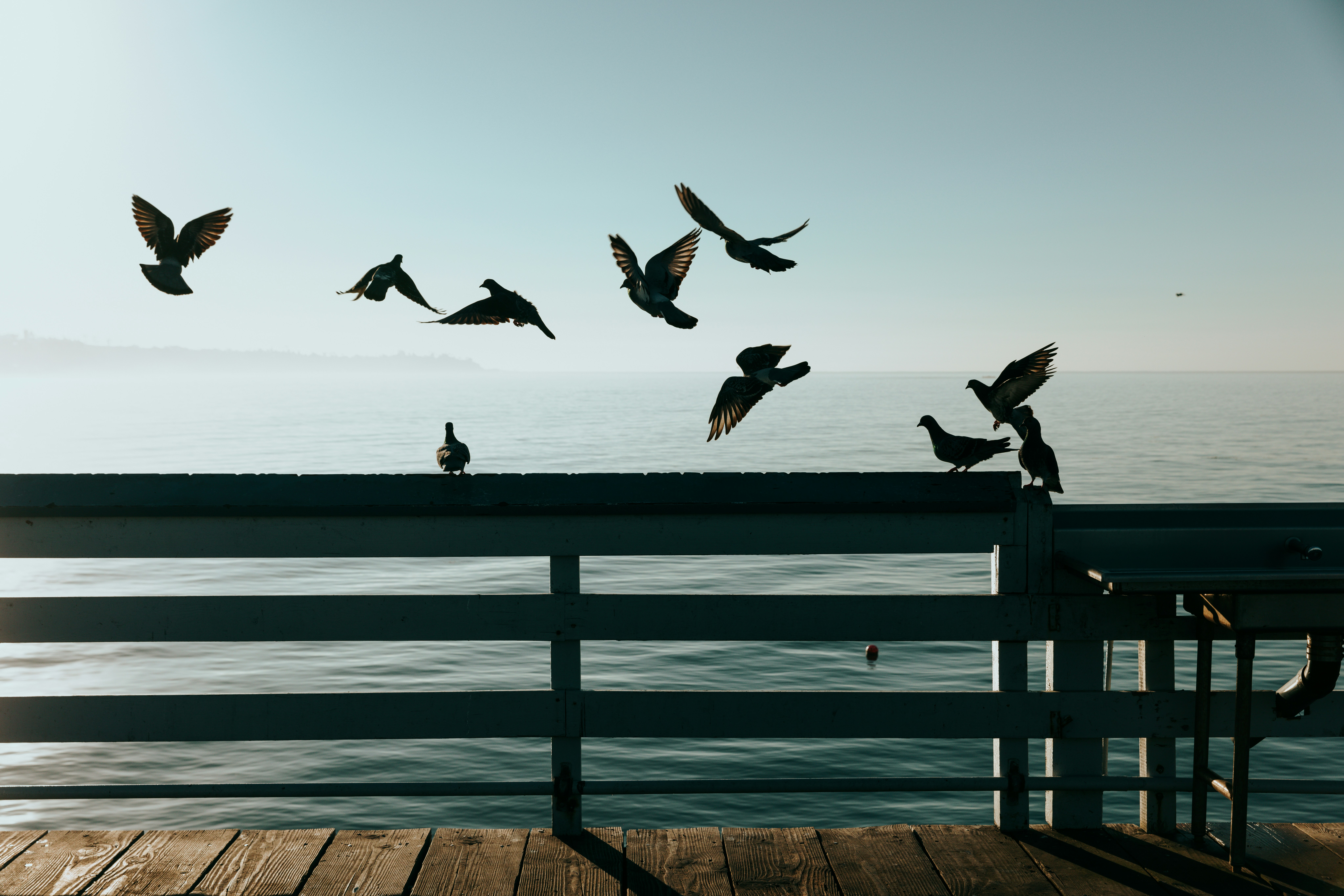 sekawanan burung terbang di atas dermaga kayu