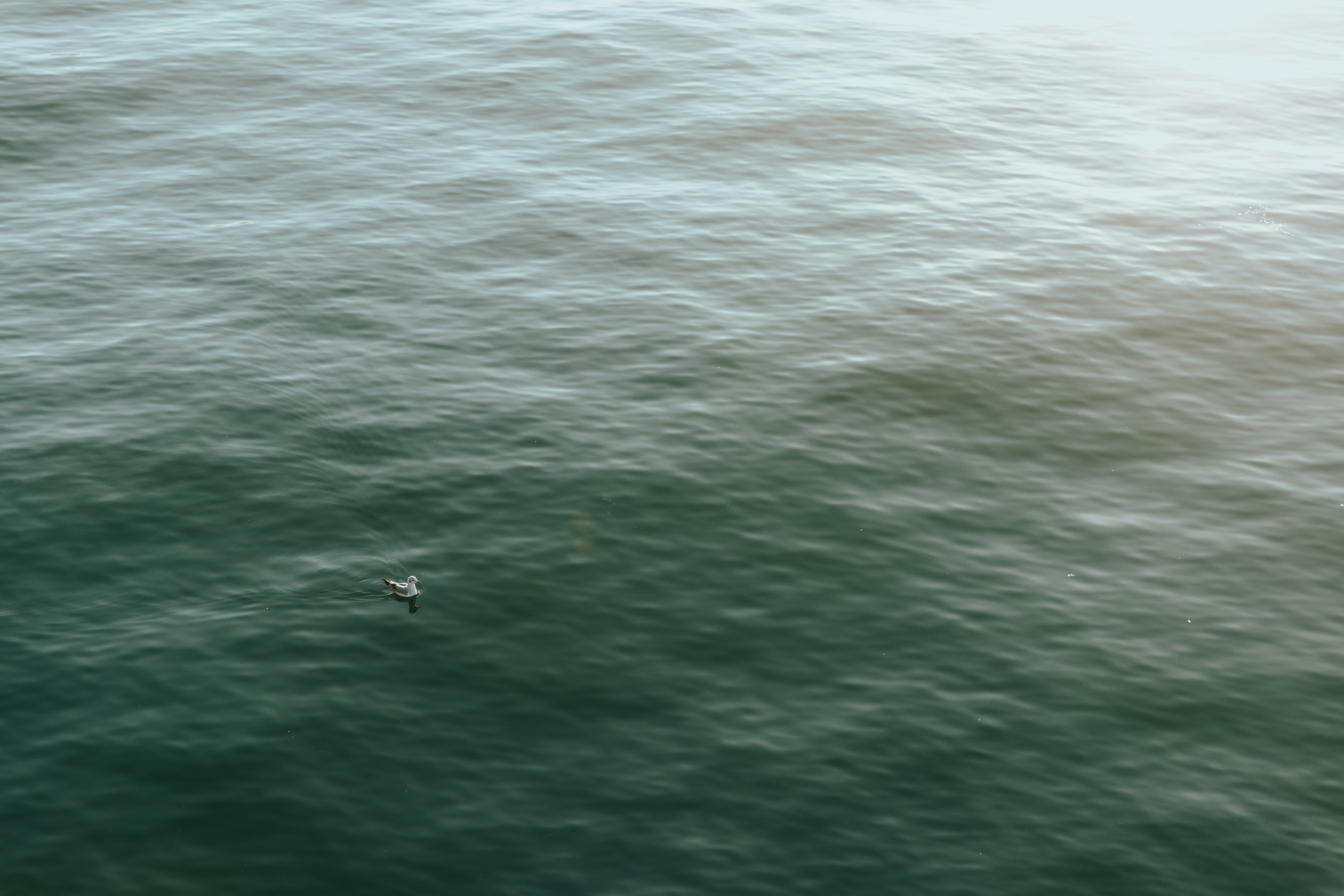 Photo by nate_dumlao