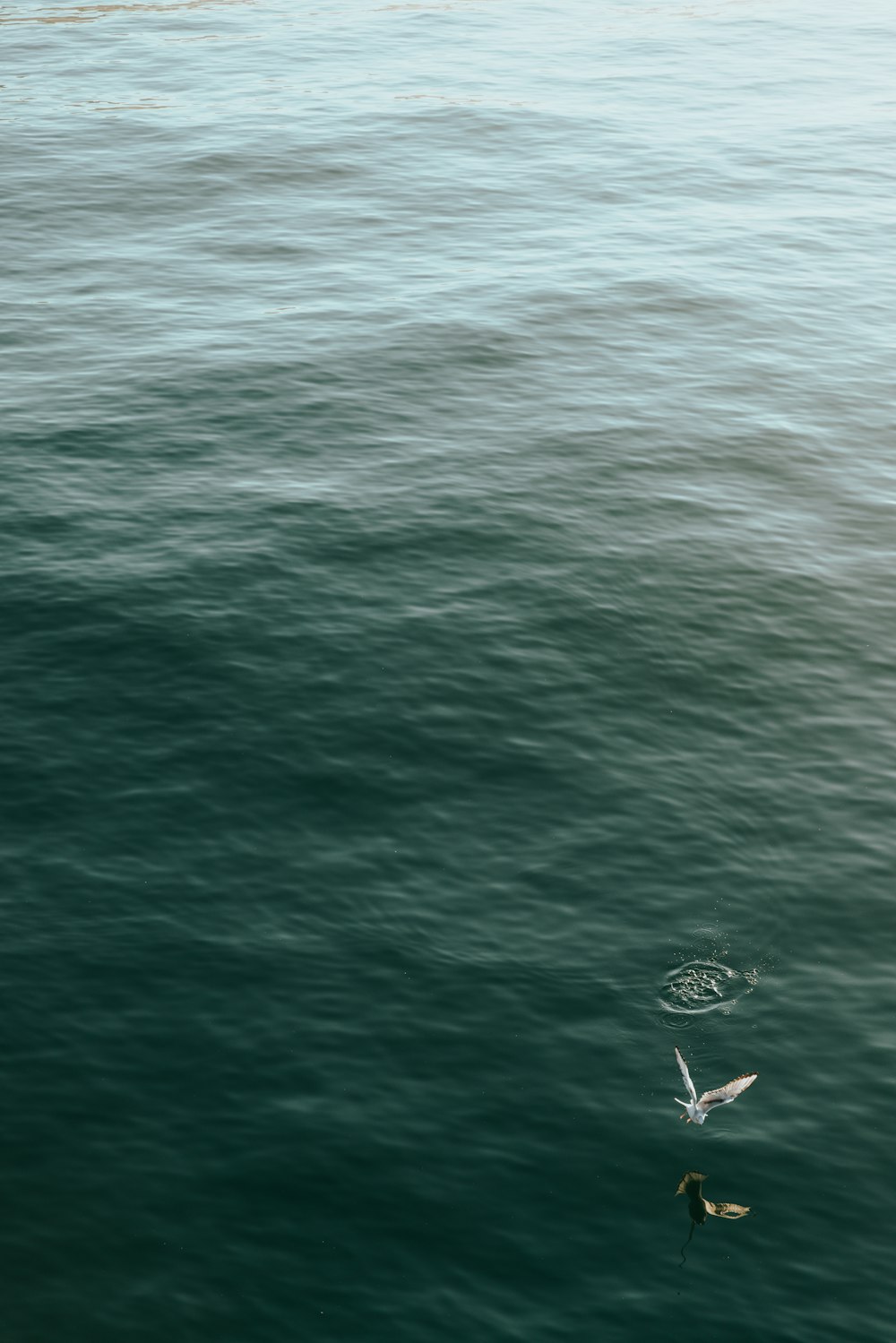 uma gaivota voando sobre um corpo de água