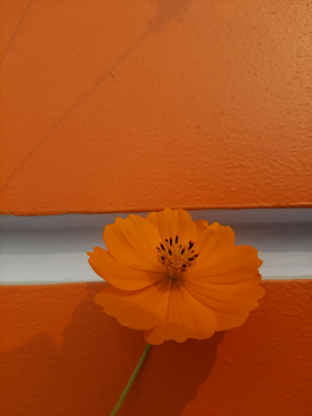 a single orange flower sitting on top of an orange wall