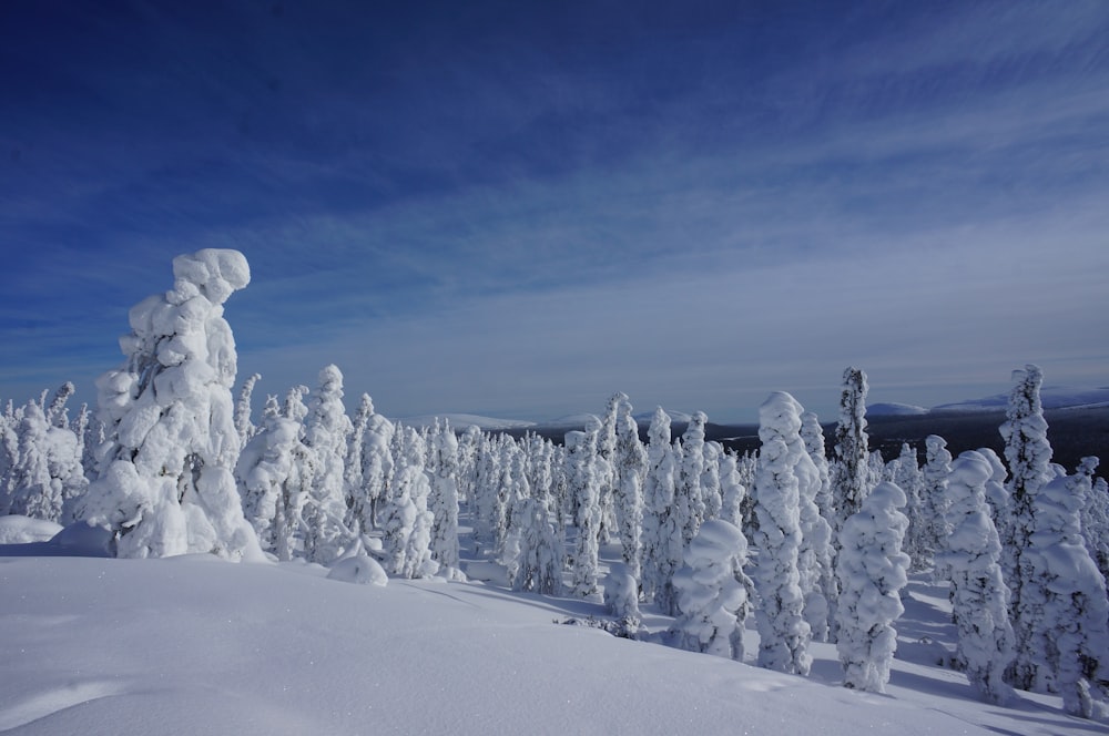 a snow covered forest with a blue sky in the background