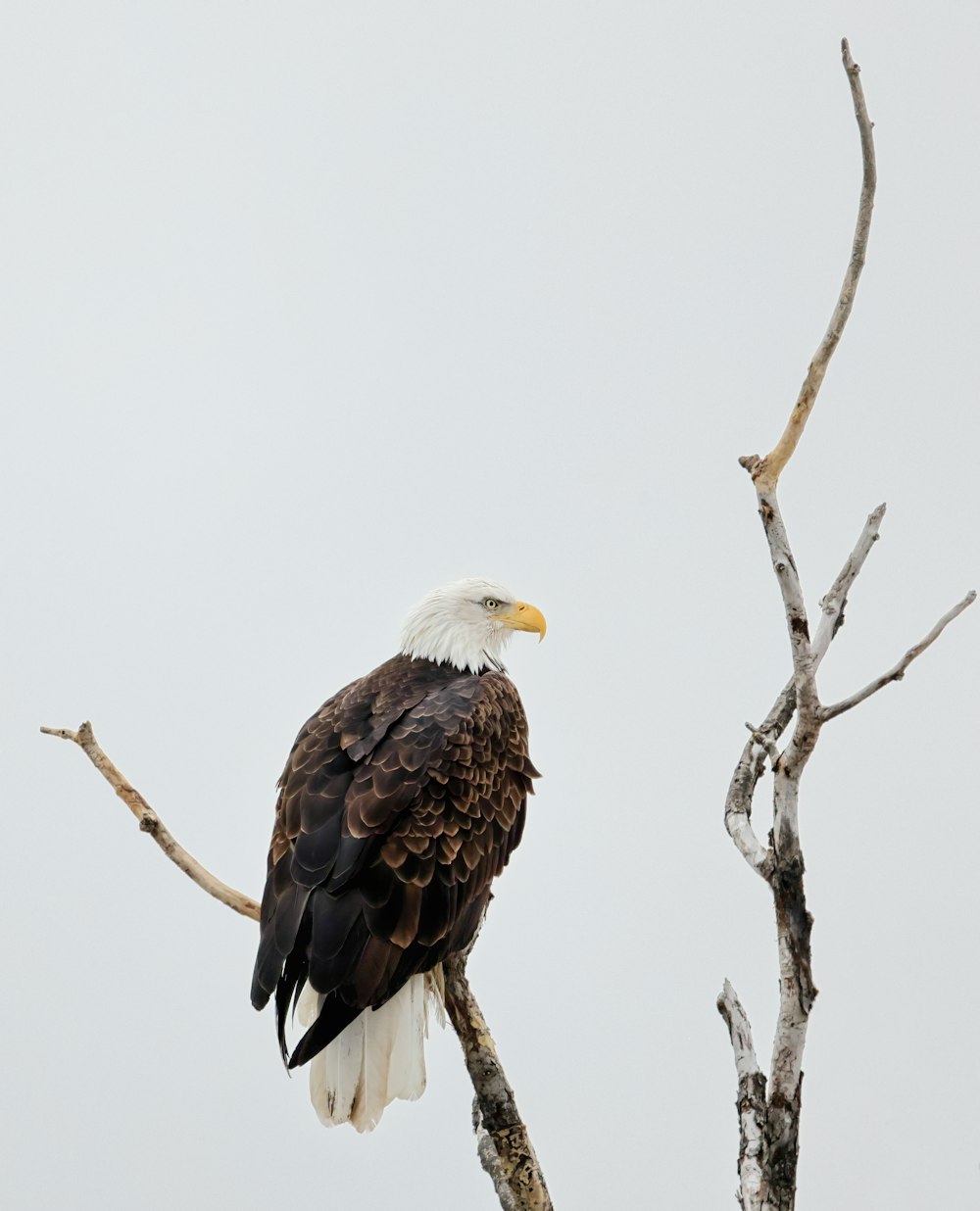 a bald eagle perched on top of a tree branch