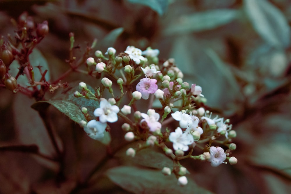 a close up of a small white and pink flower