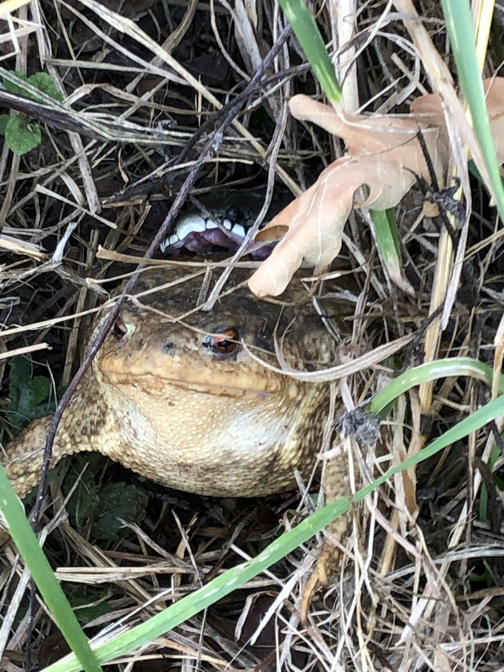 a frog that is laying in the grass