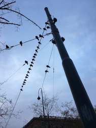 A tall metal pole is surrounded by a network of cables with numerous birds perched on them, set against a cloudy sky. The branches of nearby trees are visible, creating a network of silhouettes.