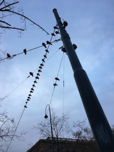 A tall metal pole is surrounded by a network of cables with numerous birds perched on them, set against a cloudy sky. The branches of nearby trees are visible, creating a network of silhouettes.