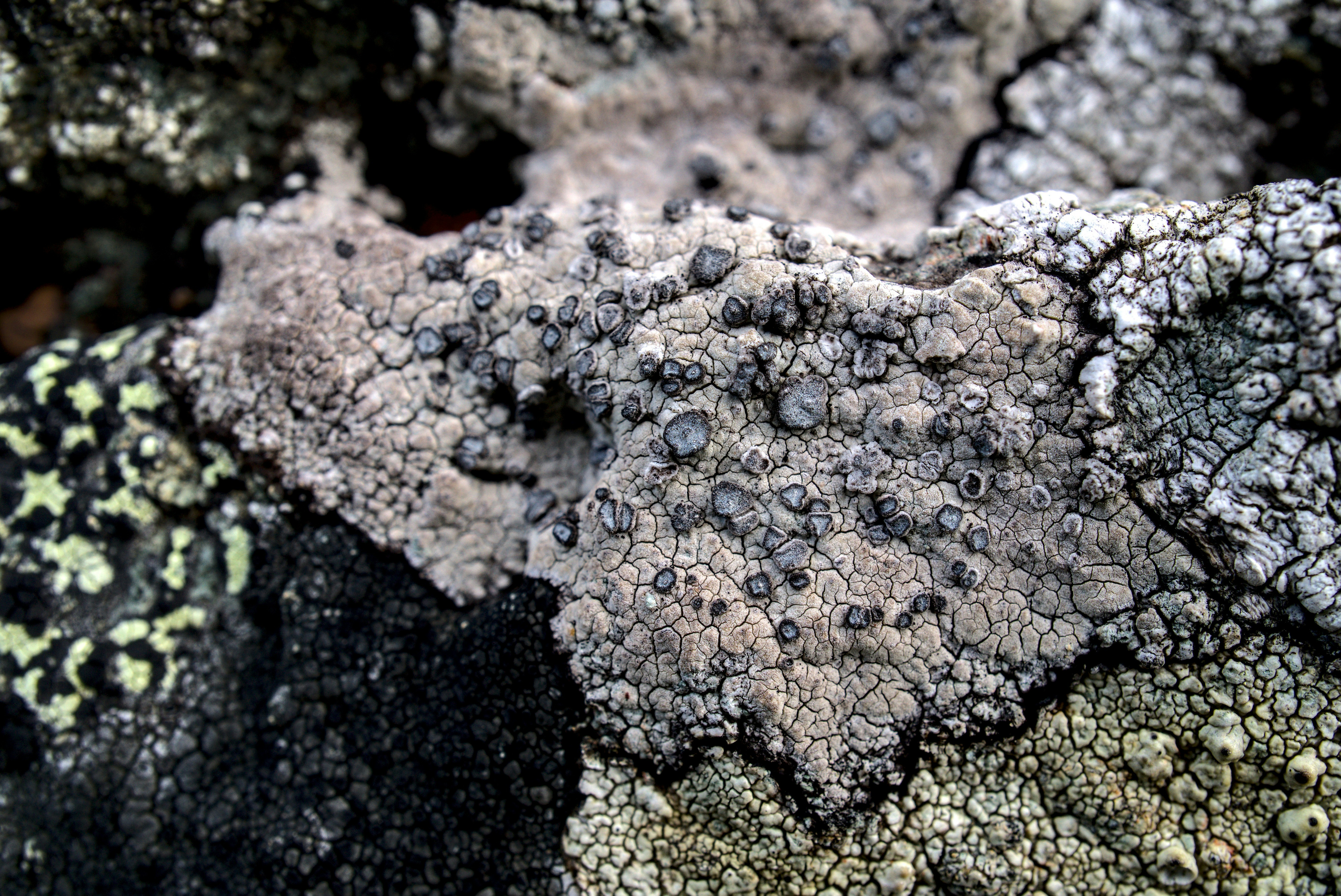 Soil testing being performed in a lab