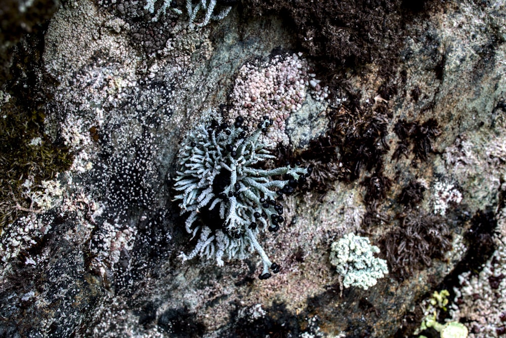 a close up of a rock with a plant growing out of it