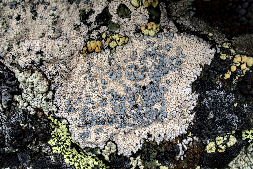 a close up of a rock covered in lichen and moss