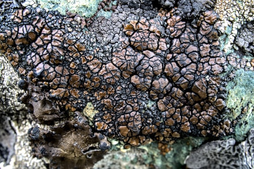 A close-up of an intricate, cracked surface resembling dried mud or biological material. The texture displays a network of dark lines outlining irregular, brownish segments. Patches of greenish growth and gray sections provide contrast against the more dominant brown and black areas.