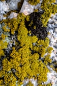 Colorful biofilms growing on volcanic rock surfaces under harsh sunlight.