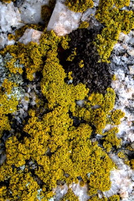 Colorful biofilms growing on volcanic rock surfaces under harsh sunlight.