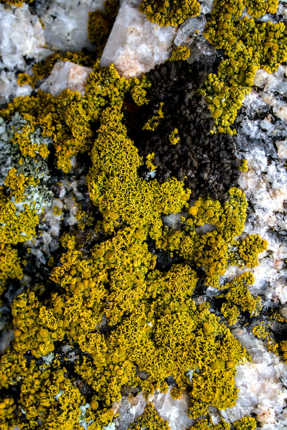 a close up of moss growing on a rock