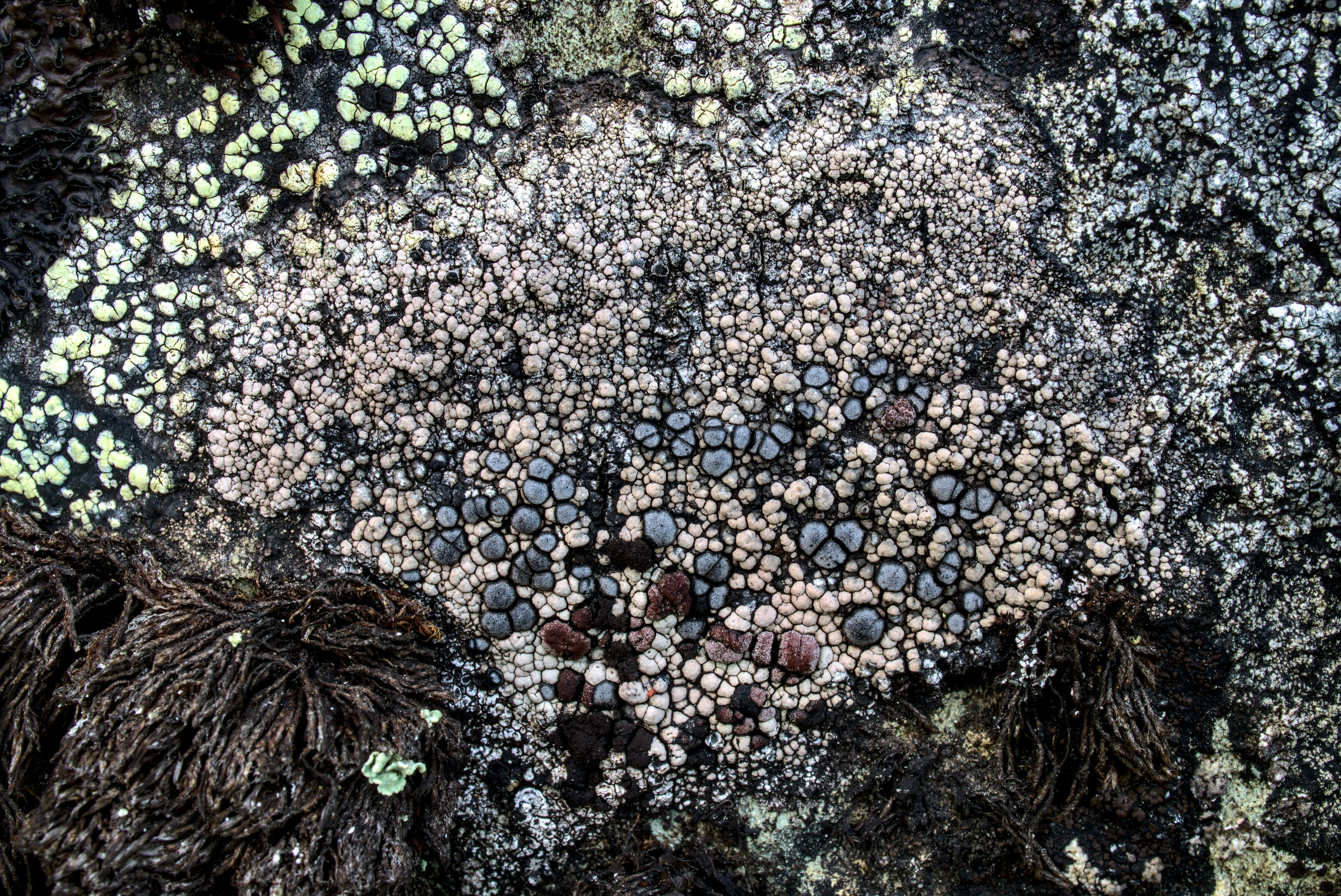 photo-1638987810566-df624cdcba4c?ixid=M3wxMjA3fDB8MXxzZWFyY2h8MTJ8fHRlcnJhJTIwcm9zcyUyMGJsYWNrJTIwZGlhbW9uZCUyMHRydWZmbGUlMjB0dWJlciUyMG1lbGFub3Nwb3J1bXxlbnwwfHx8fDE3NjIzMDQ2ODZ8MA\u0026ixlib=rb-4.1.0