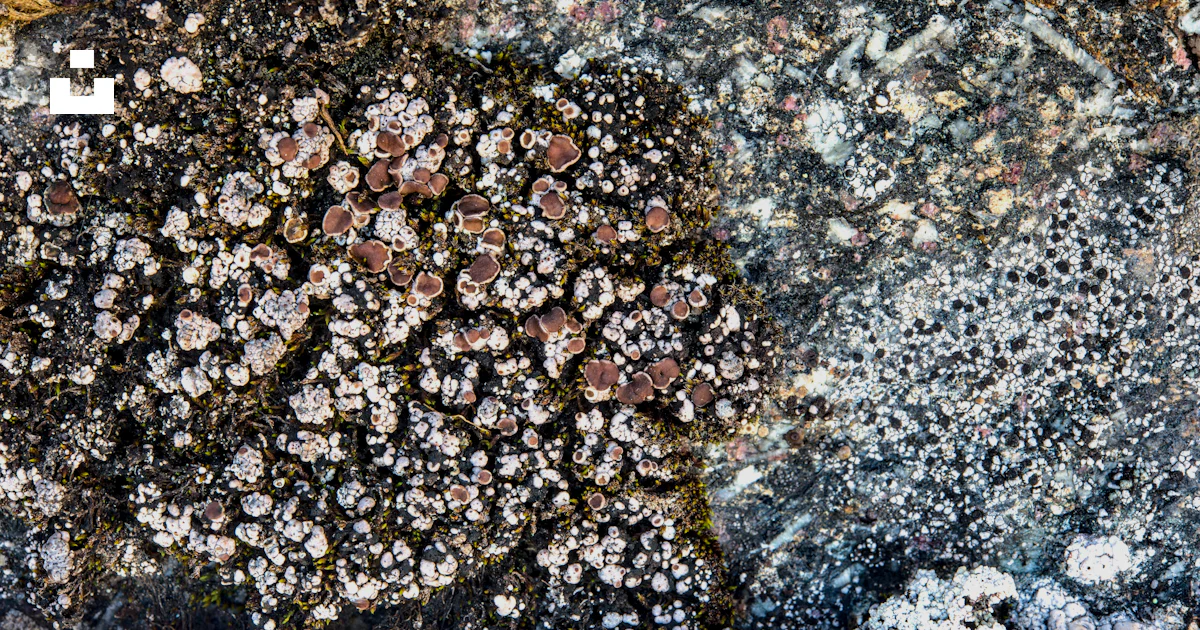 Rock Sample Ruller A close up of a rock with a ruler in front of it photo – Free Russia ...