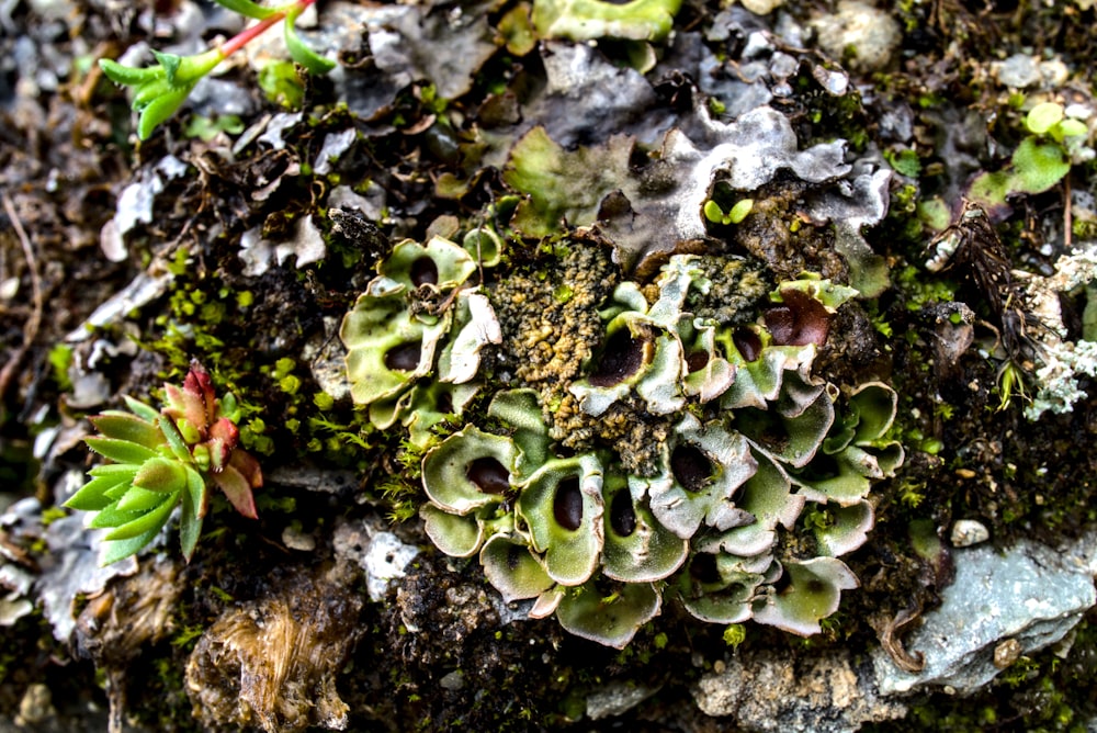 a close up of a plant growing on a rock
