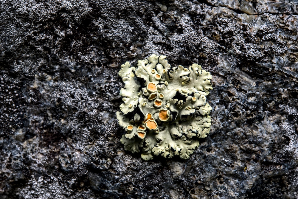 a close up of a coral on a rock