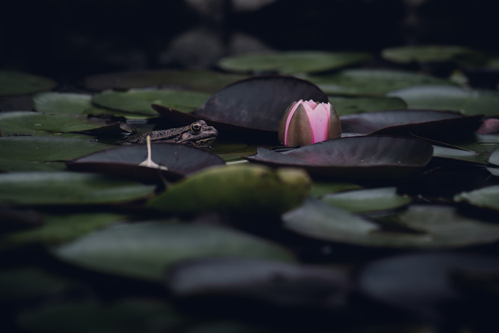 a pink flower sitting on top of a green lily pad