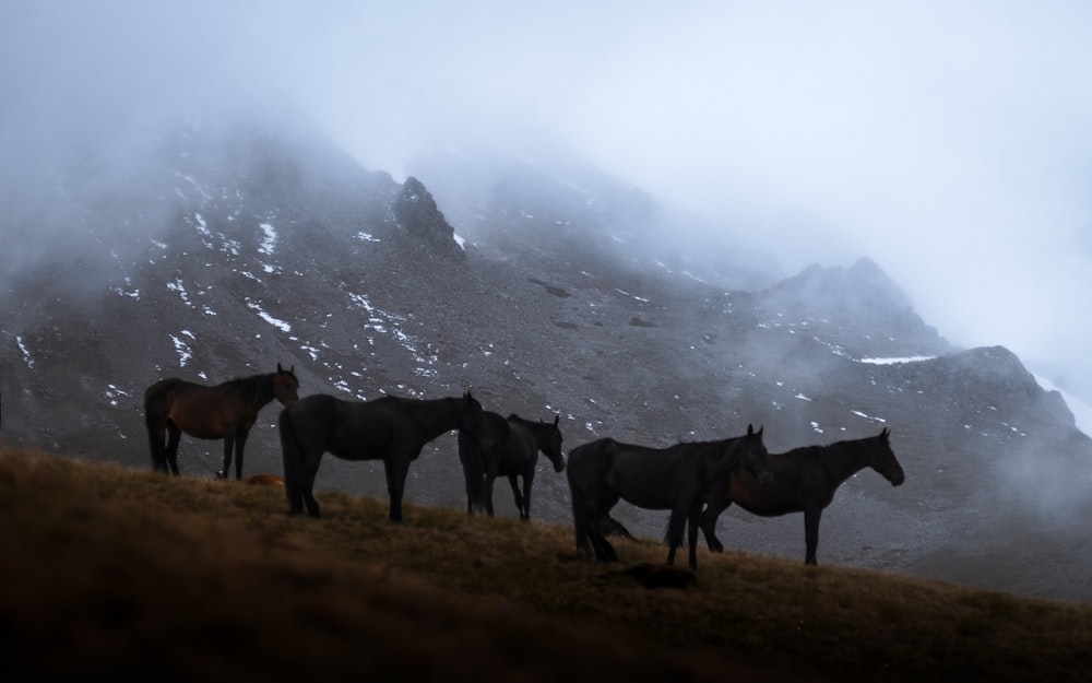 a group of horses standing on top of a grass covered hill
