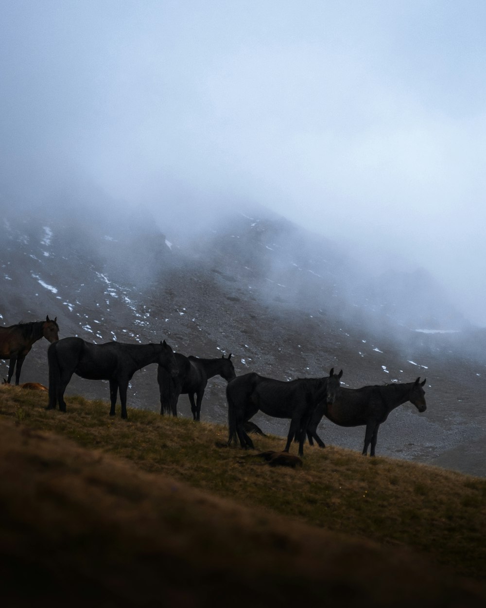 a group of horses standing on top of a grass covered hillside