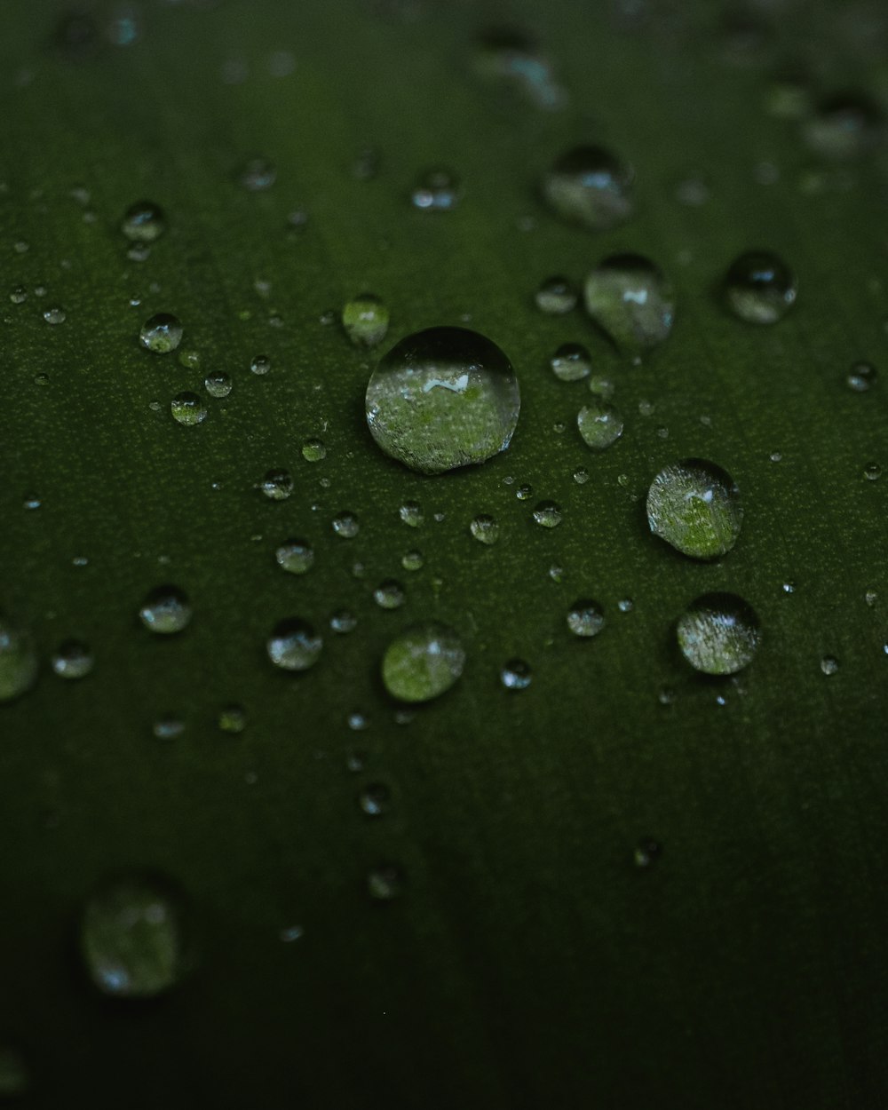 a green leaf with water droplets on it