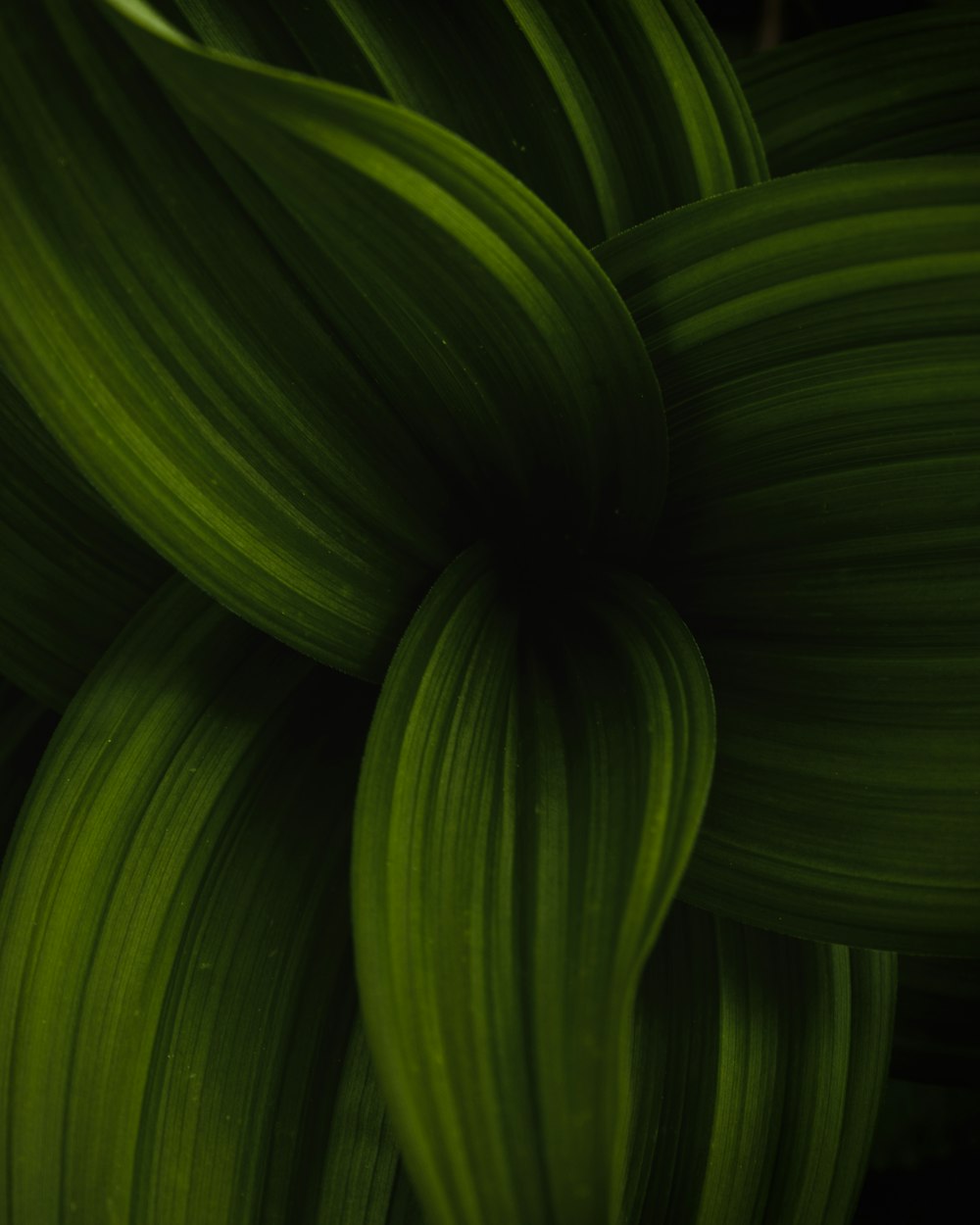 a close up view of a green plant