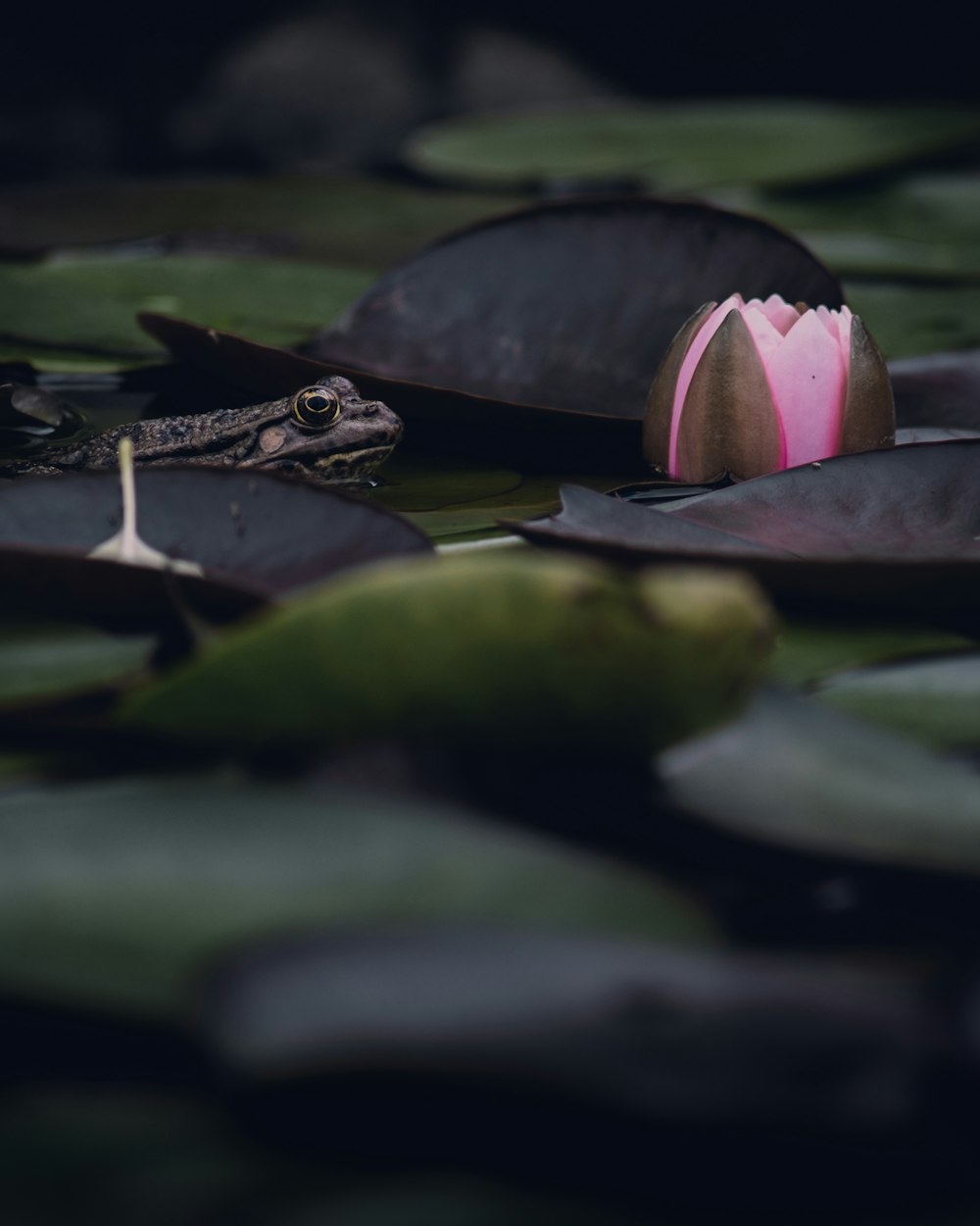 a frog sitting on top of a lily pad