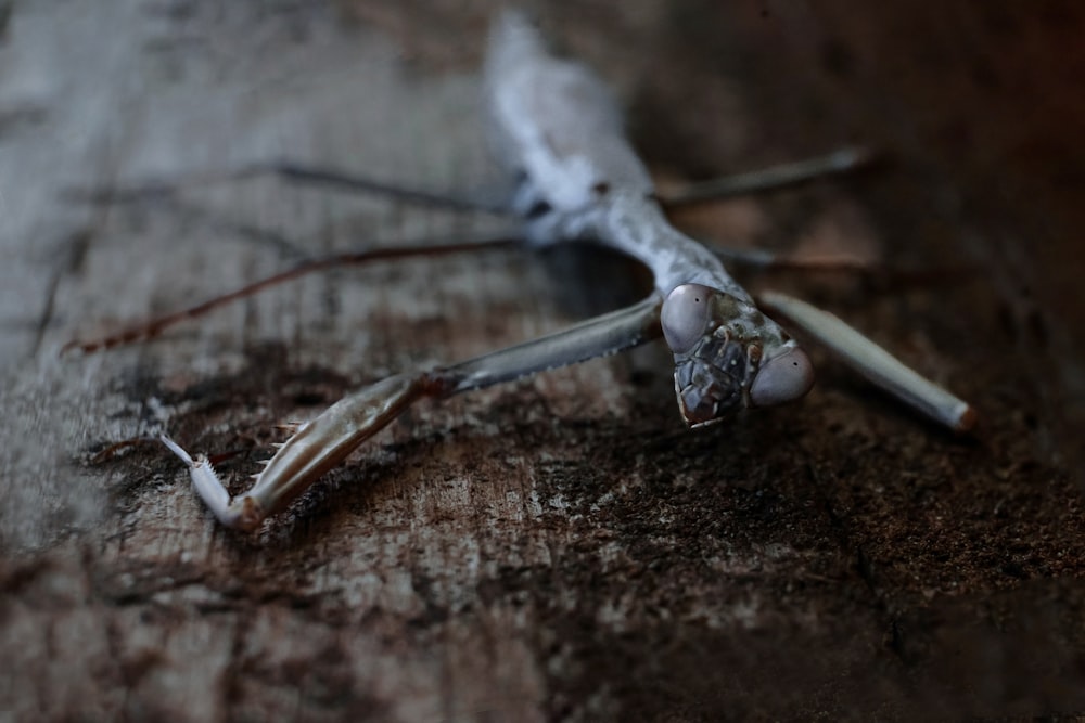 a close up of a dead insect on a wooden surface