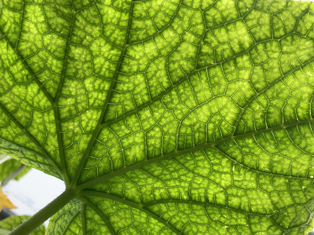 a close up of a large green leaf