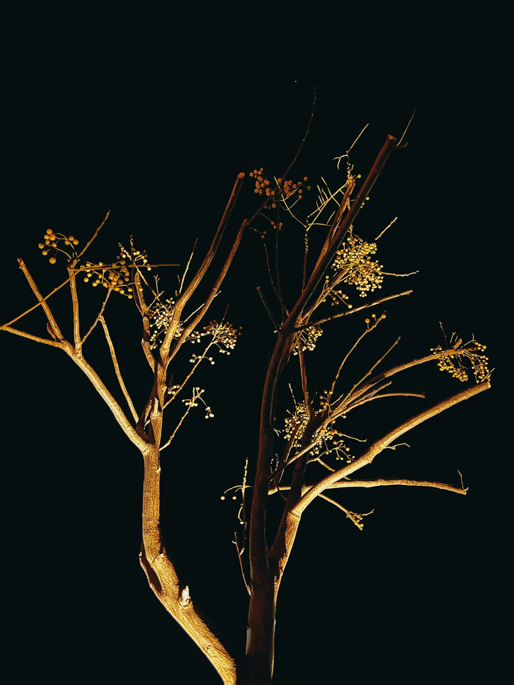 a tree with no leaves is lit up at night