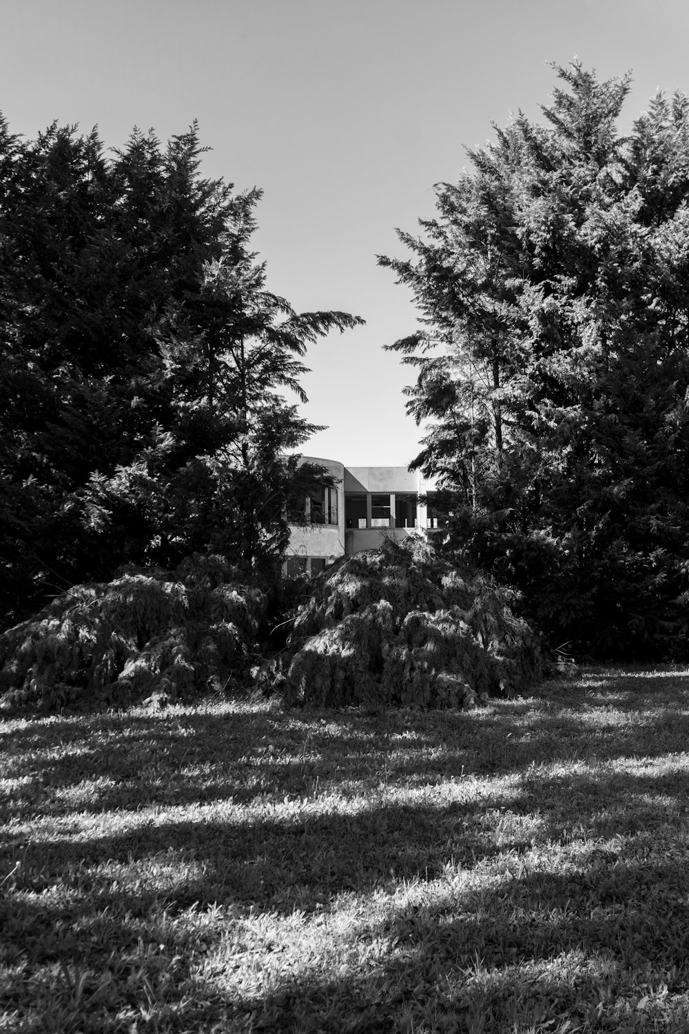 Una foto en blanco y negro de una casa rodeada de árboles