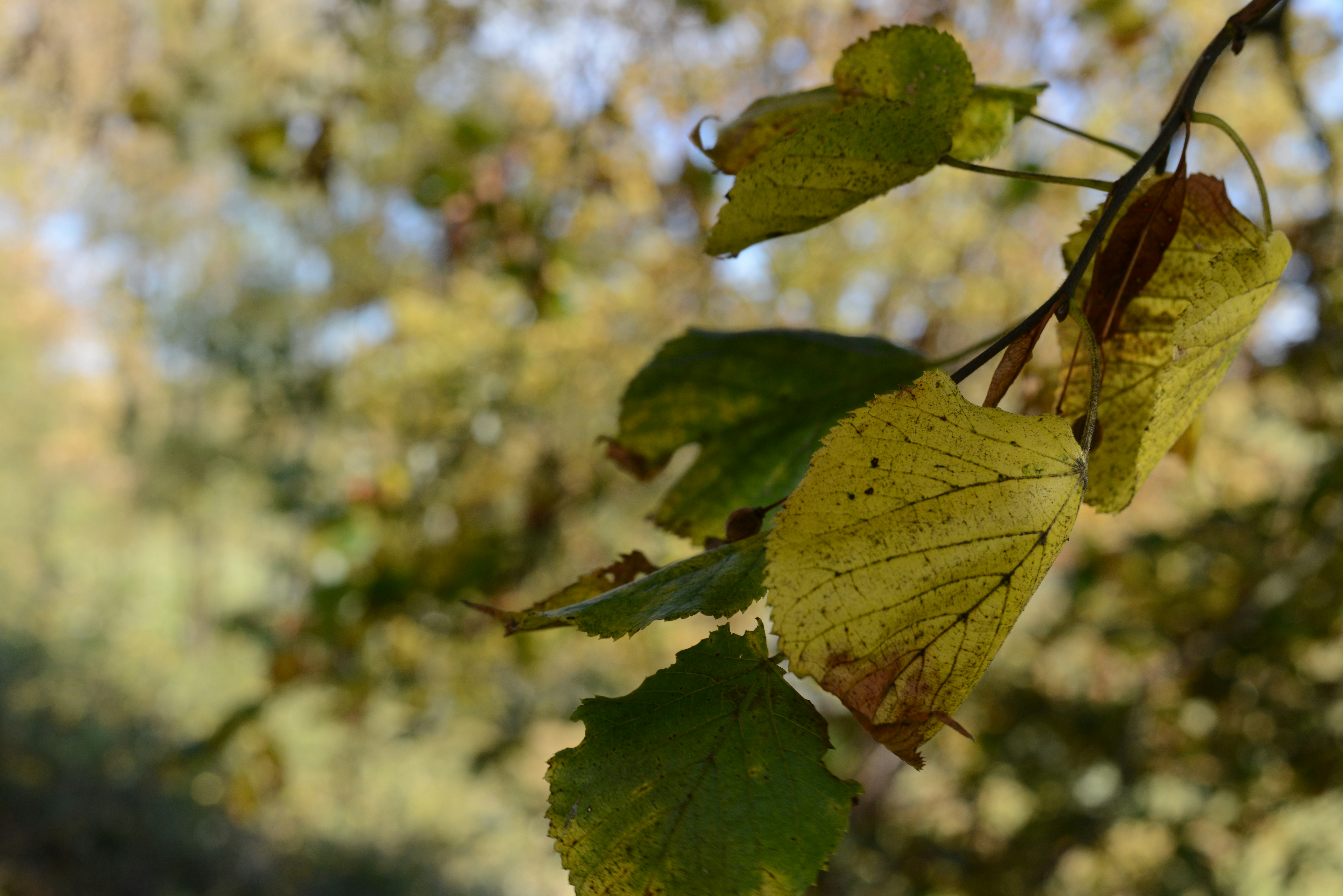 Photo by colfra