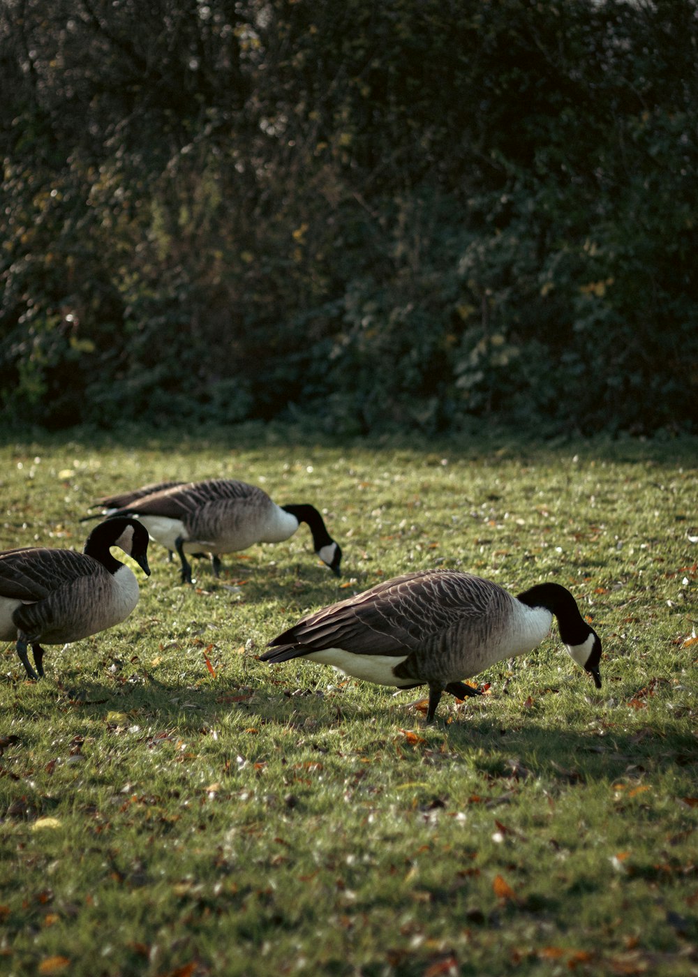 a group of ducks standing on top of a lush green field
