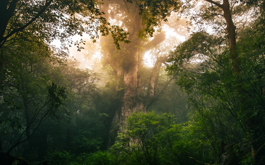 A vast, ancient cedar tree in a moss-covered forest