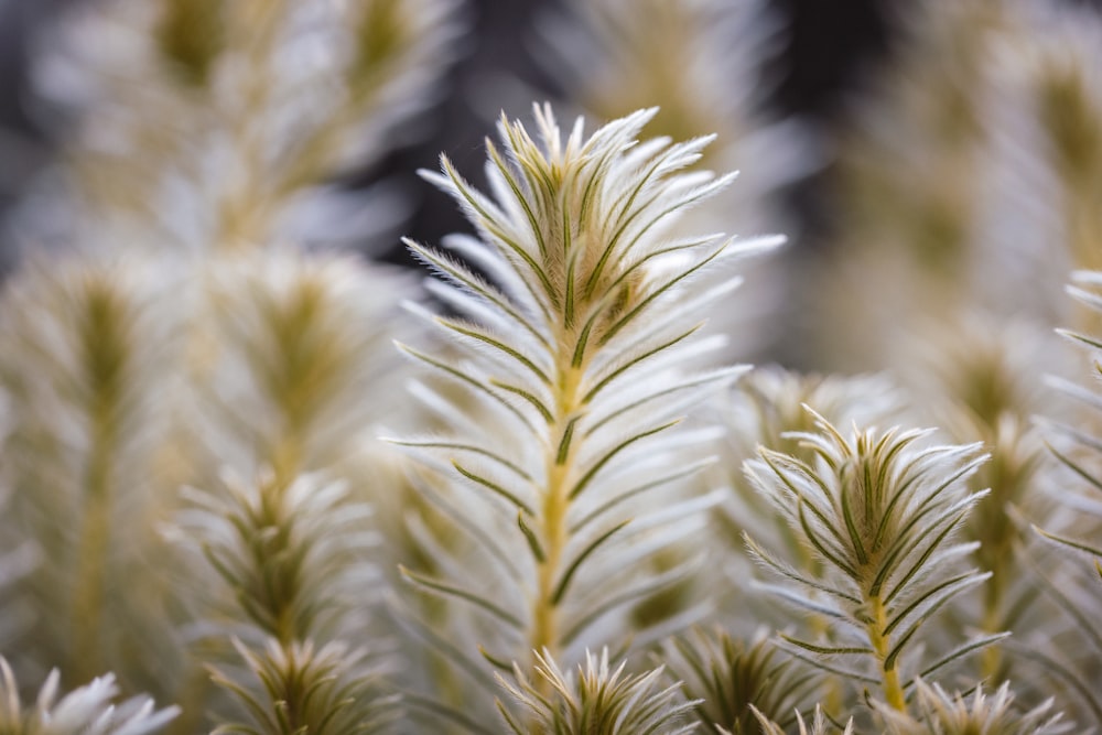 a close up of a plant with white flowers